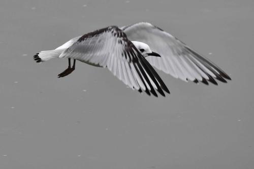 Mouette tridactyle (1ère année)