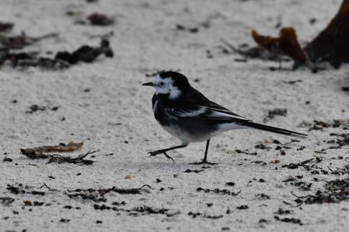 Bergeronnette de Yarrell