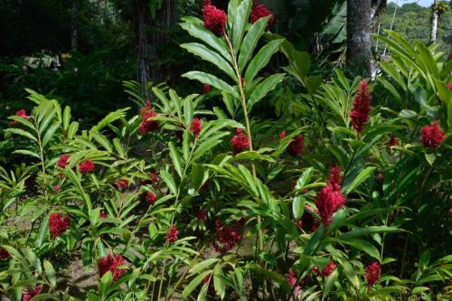 Alpinia