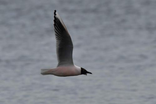 Mouette rieuse