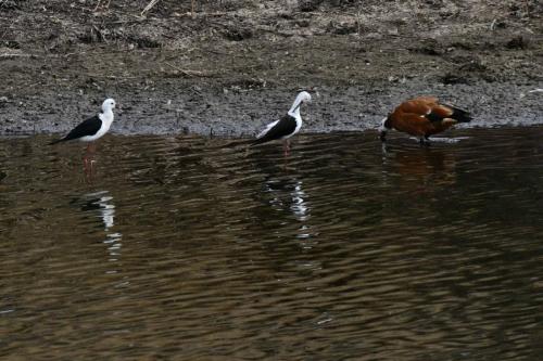 Echasses blanches et Tadorne à tête grise (femelle)