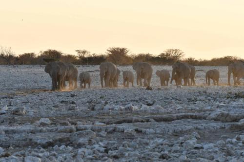 Elephants de savane