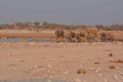 Girafe, éléphants de savane, impalas à face noire et zèbres de Burchell