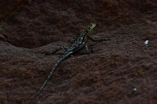 Namibia Rock Agama