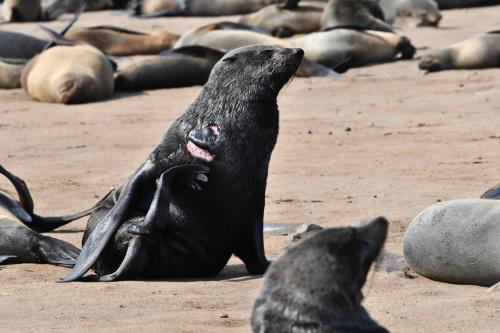 Otaries à fourrure d'Afrique du Sud