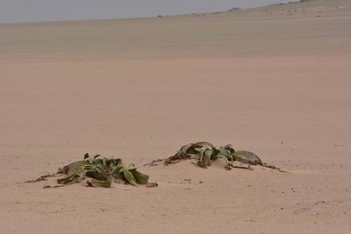 Welwitschia mirabilis