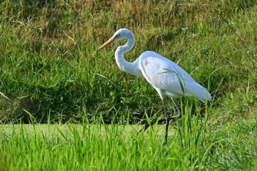 Grande aigrette