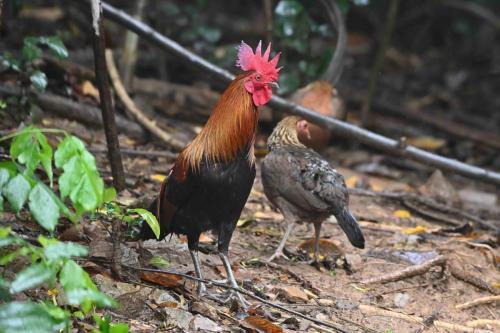 Coq et poule bankiva