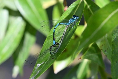 Agrions jouvencelles