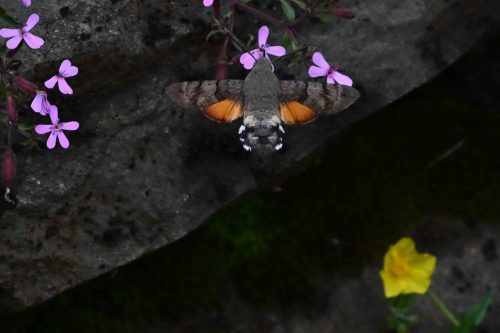 Moro-sphinx