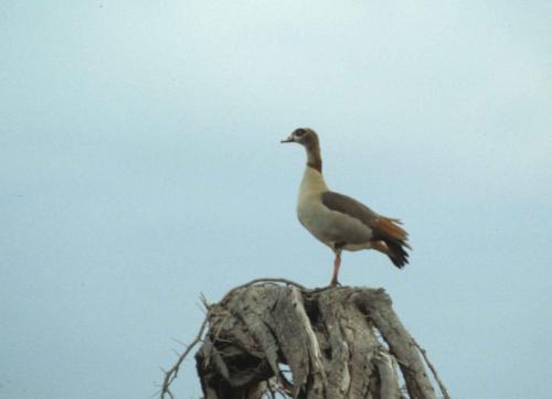 Kenya - Réserve d'Amboselli - Oie d'Egypte