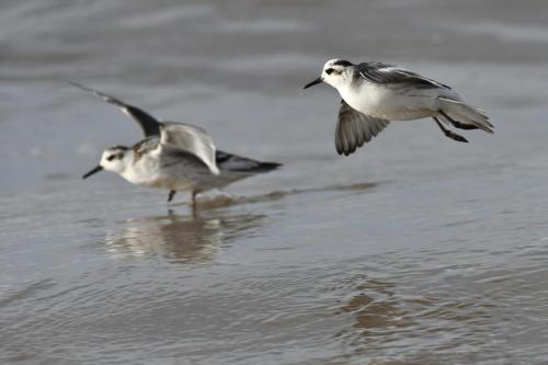 Phalaropes à bec large