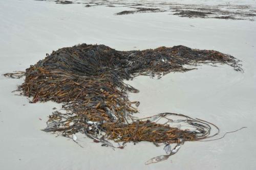 Kelp