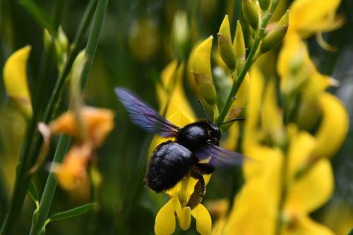 Xylocope violacé (Xylocopa violacea)