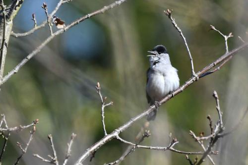 Fauvette à tête noire (mâle)