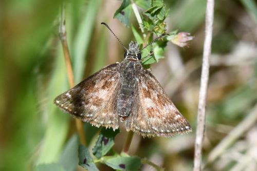 Hespérie de l'alcée (Carcharodus alceae)