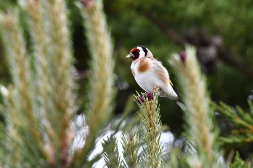 Chardonneret élégant