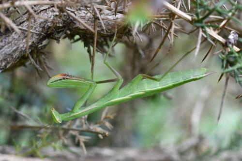 Mante religieuse (Mantis religiosa)