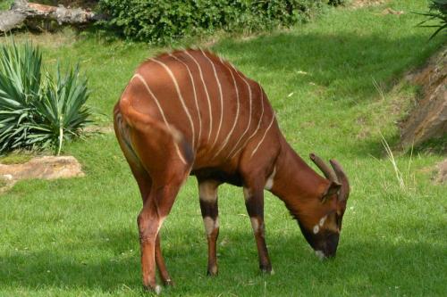Bongo