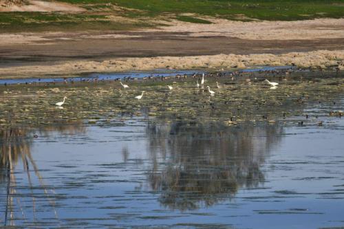 Grandes aigrettes et canards