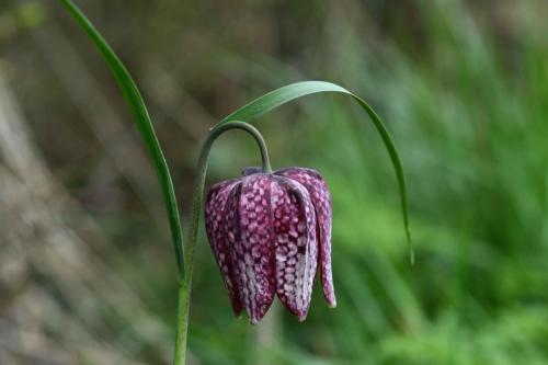 Fritillaire pintade