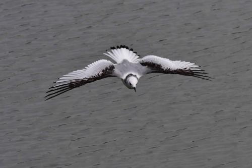 Mouette tridactyle (1ère année)