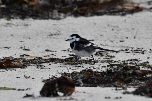 Bergeronnette de Yarrell