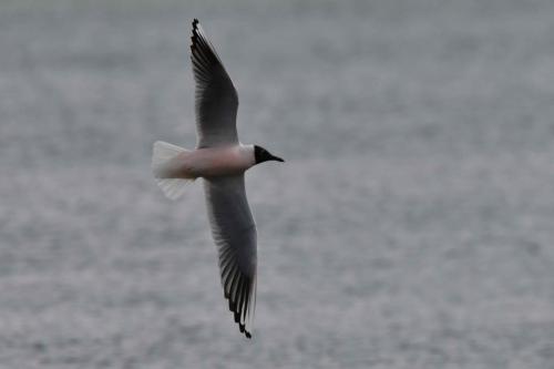 Mouette rieuse
