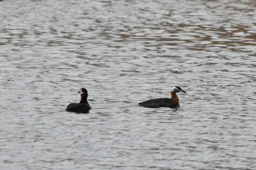 Grèbes jougris