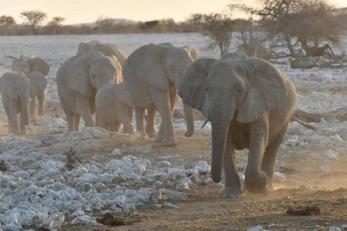 Elephants de savane