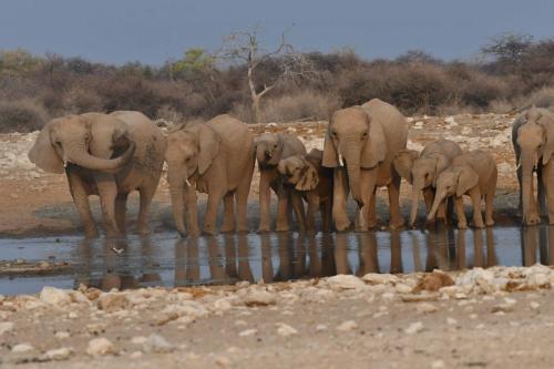 Eléphants de savane