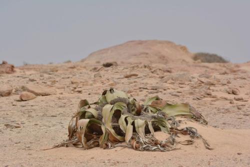 Welwitschia mirabilis