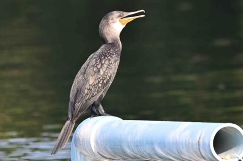 Cormoran à cou brun