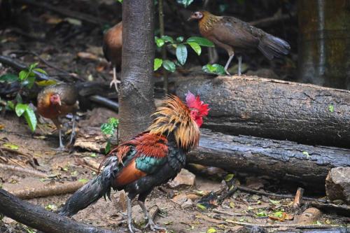 Coq et poules bankiva