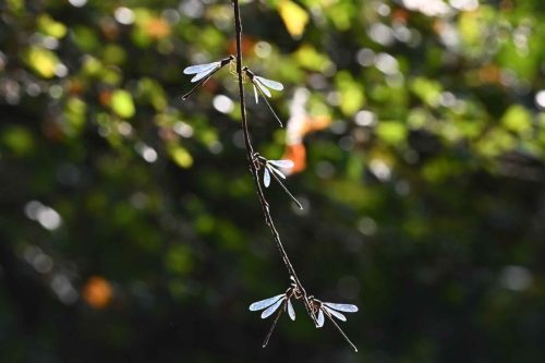 Lestes verts