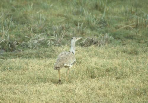 Kenya - Réserve d'Amboselli - Outarde