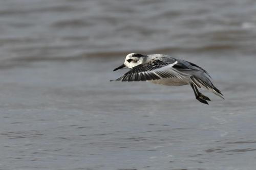 Phalarope à bec large