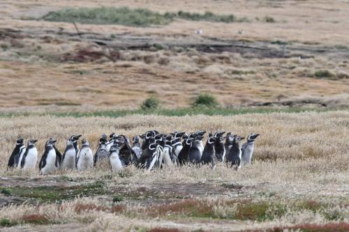 Manchots de Magellan