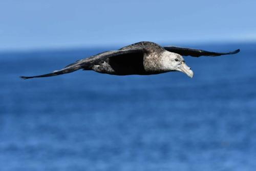 Pétrel géant
