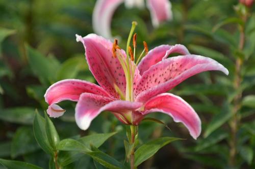 Peterhof (Résidence d'été impériale de Pierre 1er)