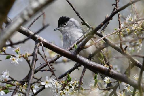 Fauvette à tête noire (mâle)