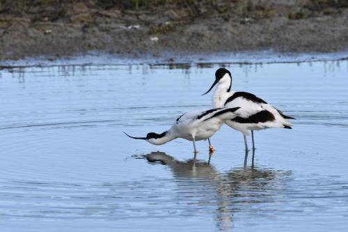 Avocettes élégantes
