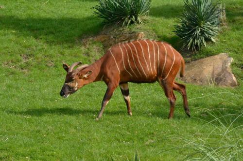 Bongo