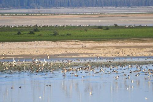 Canards, grues et moutons sur le lac