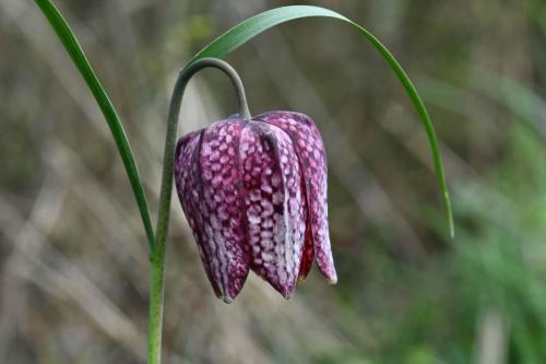 Fritillaire pintade