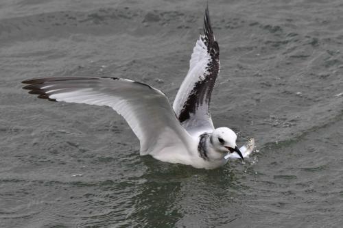 Mouette tridactyle (1ère année)