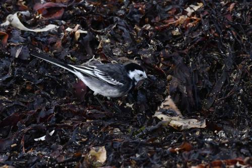 Bergeronnette de Yarrell