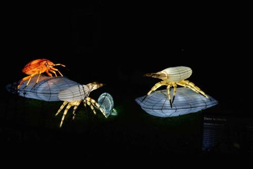 Acarien des lits, punaise de lit