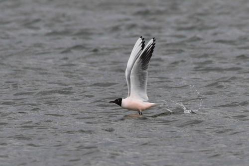 Mouette rieuse