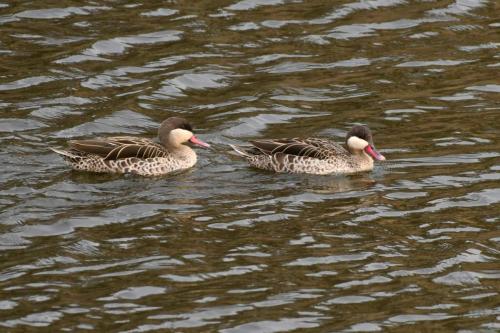 Canards à bec rouge